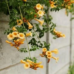 Patio Campsis 'Yellow Trumpet' -Garden Bulbs Store 550002 3