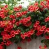 Patio Campsis 'Red Trumpet' -Garden Bulbs Store 550003