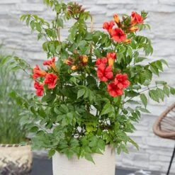 Patio Campsis 'Red Trumpet' -Garden Bulbs Store 550003 3
