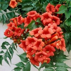 Patio Campsis 'Red Trumpet' -Garden Bulbs Store 550003 4
