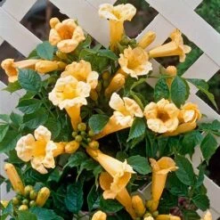 Campsis Trumpet Vine Collection -Garden Bulbs Store 550046 1