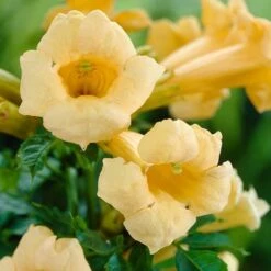 Campsis Trumpet Vine Collection -Garden Bulbs Store 550046 2