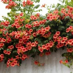 Campsis Trumpet Vine Collection -Garden Bulbs Store 550046 4