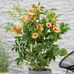 Campsis Trumpet Vine Collection -Garden Bulbs Store 550046 5