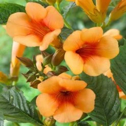 Campsis Trumpet Vine Collection -Garden Bulbs Store 550046 6