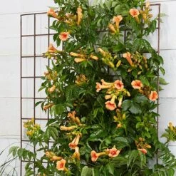 Campsis Trumpet Vine Collection -Garden Bulbs Store 550046 7