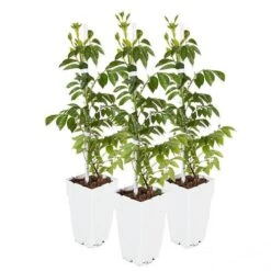 Campsis Trumpet Vine Collection -Garden Bulbs Store 550046 8