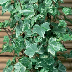 Coloured Ivy Collection -Garden Bulbs Store 550124 1