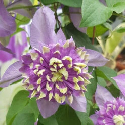 Clematis 'Taiga' 15 Clematis 'Taiga' -Garden Bulbs Store 550126 5