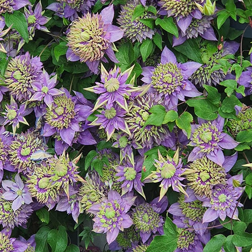 Clematis 'Taiga' 9 Clematis 'Taiga' - Image 7