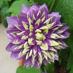 Clematis 'Taiga' 17 Clematis 'Taiga' -Garden Bulbs Store 550126 7