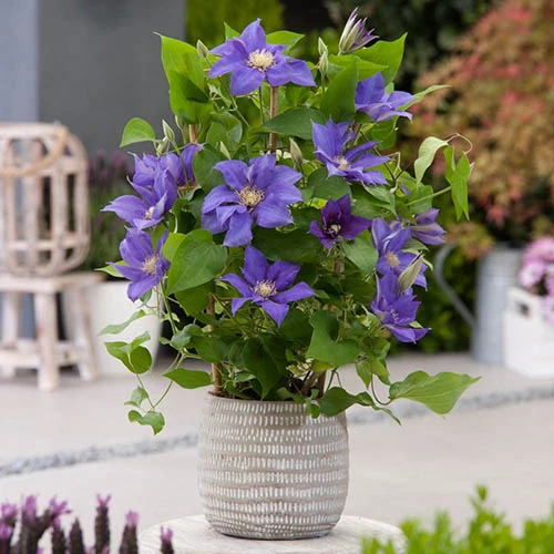 Patio Clematis Collection X 3, BOULEVARD(R) Series 5 Patio Clematis Collection X 3, BOULEVARD(R) Series - Image 3