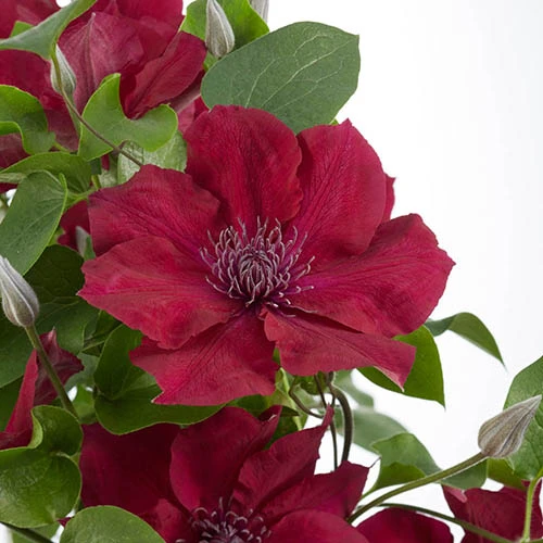 Patio Clematis Collection X 3, BOULEVARD(R) Series 7 Patio Clematis Collection X 3, BOULEVARD(R) Series - Image 5