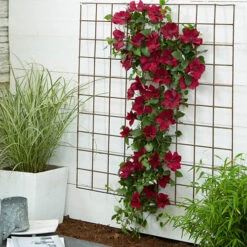 Patio Clematis Collection X 3, BOULEVARD(R) Series 18 Patio Clematis Collection X 3, BOULEVARD(R) Series -Garden Bulbs Store 550177 7