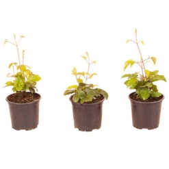 Patio Clematis Collection X 3, BOULEVARD(R) Series 19 Patio Clematis Collection X 3, BOULEVARD(R) Series -Garden Bulbs Store 550177 8