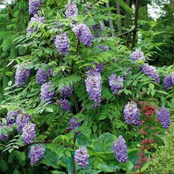 Wisteria 'Amethyst Falls' 9 Wisteria 'Amethyst Falls' -Garden Bulbs Store 550238 1