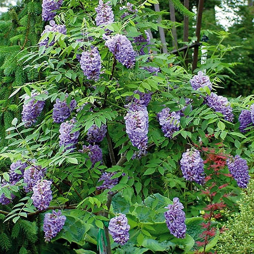 Wisteria 'Amethyst Falls' 4 Wisteria 'Amethyst Falls' - Image 2