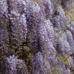 Wisteria 'Amethyst Falls' 10 Wisteria 'Amethyst Falls' -Garden Bulbs Store 550238 2