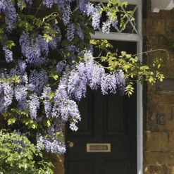 Wisteria 'Amethyst Falls' 11 Wisteria 'Amethyst Falls' -Garden Bulbs Store 550238 3