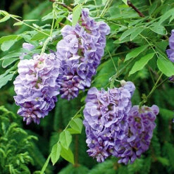 Wisteria 'Amethyst Falls' 12 Wisteria 'Amethyst Falls' -Garden Bulbs Store 550238 4