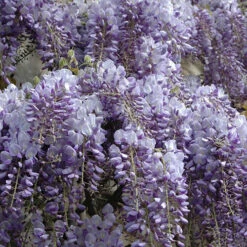 Wisteria 'Amethyst Falls' 13 Wisteria 'Amethyst Falls' -Garden Bulbs Store 550238 5