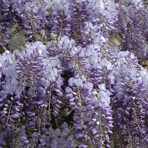 Wisteria 'Amethyst Falls' 8 Wisteria 'Amethyst Falls' - Image 6