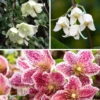 Clematis Evergreen Winter Collection -Garden Bulbs Store 550304