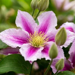 Mid Season Flowering Clematis Collection 9cm X 3 -Garden Bulbs Store 550328 3