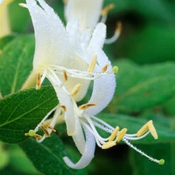 Honeysuckle 'Halliana' 2L 90cm Cane