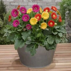 Gerbera Garvinea 'Sweet' Series -Garden Bulbs Store 560047 1