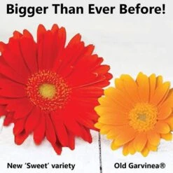 Gerbera Garvinea 'Sweet' Series -Garden Bulbs Store 560047 2