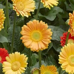 Gerbera Garvinea 'Sweet' Series -Garden Bulbs Store 560047 3
