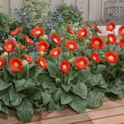 Gerbera Garvinea 'Sweet' Series -Garden Bulbs Store 560047 4