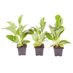 Gerbera Garvinea 'Sweet' Series -Garden Bulbs Store 560047 6