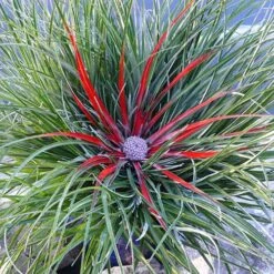 Bromeliad 'Fascicularia Bicolour' -Garden Bulbs Store 560100 1