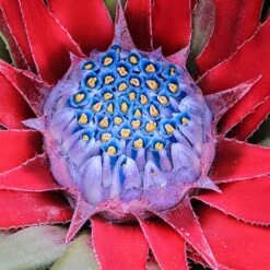 Bromeliad 'Fascicularia Bicolour' -Garden Bulbs Store 560100 5