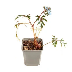 Corydalis 'Blue Heron' In 9cm Pot -Garden Bulbs Store 560182 1