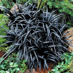 Ophiopogon ? Black Dragon Grass -Garden Bulbs Store 560219 2