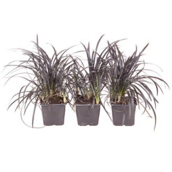 Ophiopogon ? Black Dragon Grass -Garden Bulbs Store 560219 3