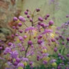Thalictrum Rochebrunianum 'Meadow Rue' 1 Thalictrum Rochebrunianum 'Meadow Rue' -Garden Bulbs Store 560256