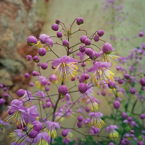 Thalictrum Rochebrunianum 'Meadow Rue' 3 Thalictrum Rochebrunianum 'Meadow Rue'