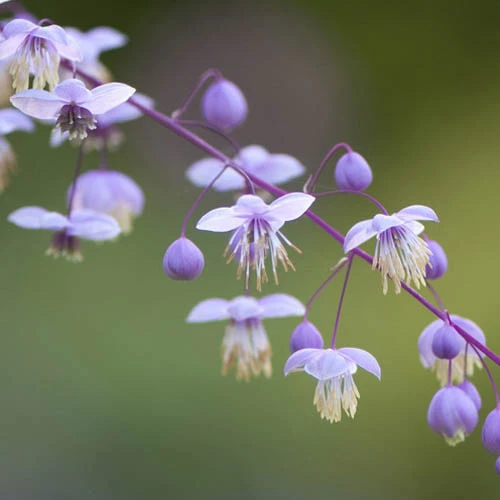 Thalictrum Rochebrunianum 'Meadow Rue' 4 Thalictrum Rochebrunianum 'Meadow Rue' - Image 2