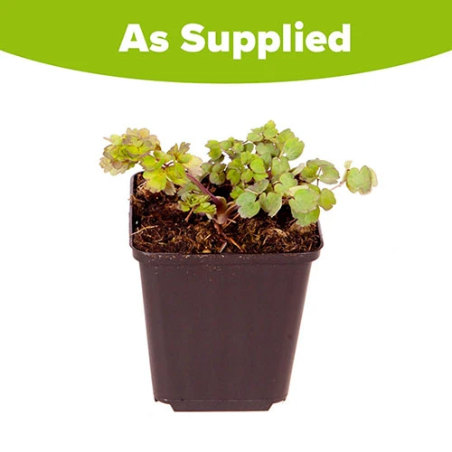 Thalictrum Rochebrunianum 'Meadow Rue' 5 Thalictrum Rochebrunianum 'Meadow Rue' - Image 3