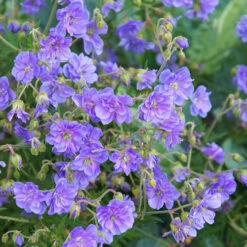 Geranium Himalayense 'Plenum' ('Birch Double') -Garden Bulbs Store 560454 1