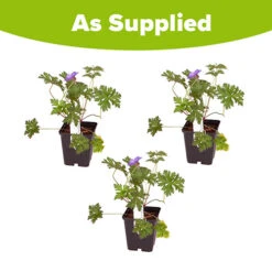 Geranium Himalayense 'Plenum' ('Birch Double') -Garden Bulbs Store 560454 2