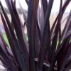 Phormium 'Black Adder' -Garden Bulbs Store 560481