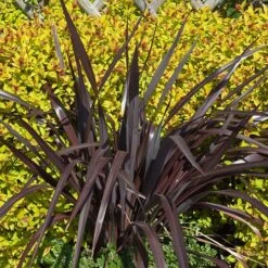 Phormium 'Black Adder' 13 Phormium 'Black Adder' -Garden Bulbs Store 560481 2