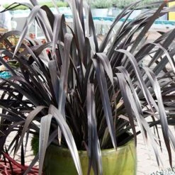 Phormium 'Black Adder' 14 Phormium 'Black Adder' -Garden Bulbs Store 560481 3