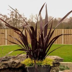 Phormium 'Black Adder' 15 Phormium 'Black Adder' -Garden Bulbs Store 560481 4