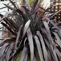 Phormium 'Black Adder' 17 Phormium 'Black Adder' -Garden Bulbs Store 560481 6